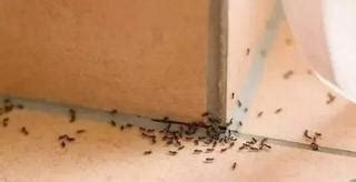 間隔門 家裡 有 螞蟻 代表 什麼